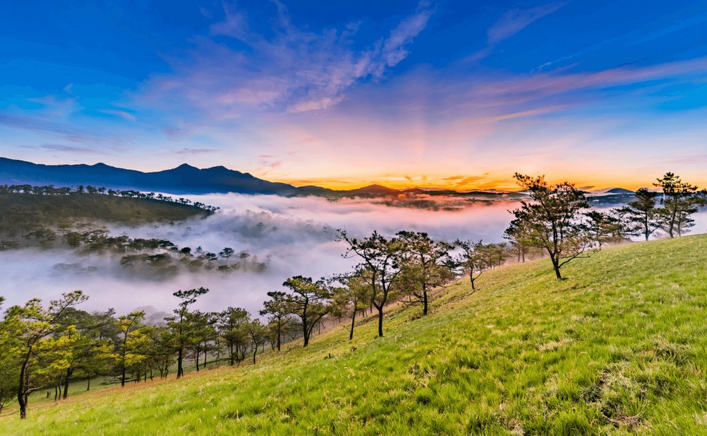 Đồi thông Đà Lạt sương sớm bình minh cam